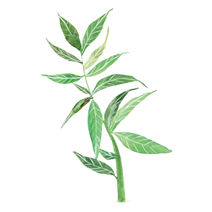 Gin Primo